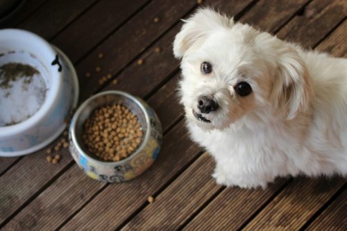 a dog standing in front of its bowl of Purina food.