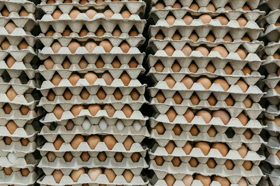 eggs